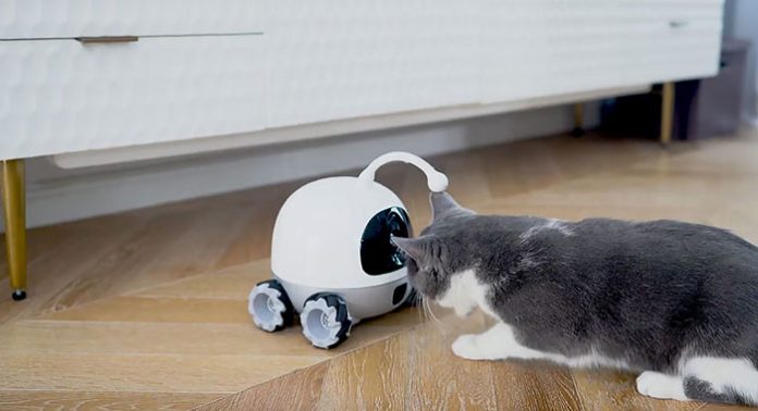 Rocky Companion And Playmate Robot For Pets Featured Image23 (1)